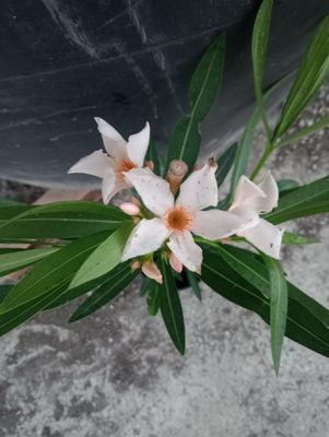 Oleandro Giallo Crema , Nerium Oleander - vaso Ø24 cm  Basso h 40