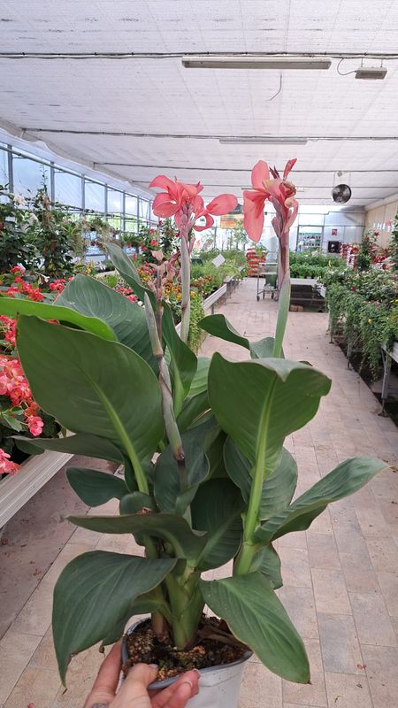 Canna indica, Canna indiana Canna brasiliensis &#39;Mango&#39; - vaso Ø17 cm