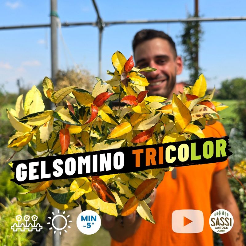 Falso Gelsomino Tricolore Ogon Nishiki, Trachelospermum Asiaticum Tricolor - vaso Ø17 cm