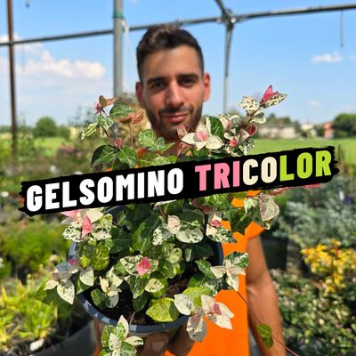 GELSOMINO TRICOLOR