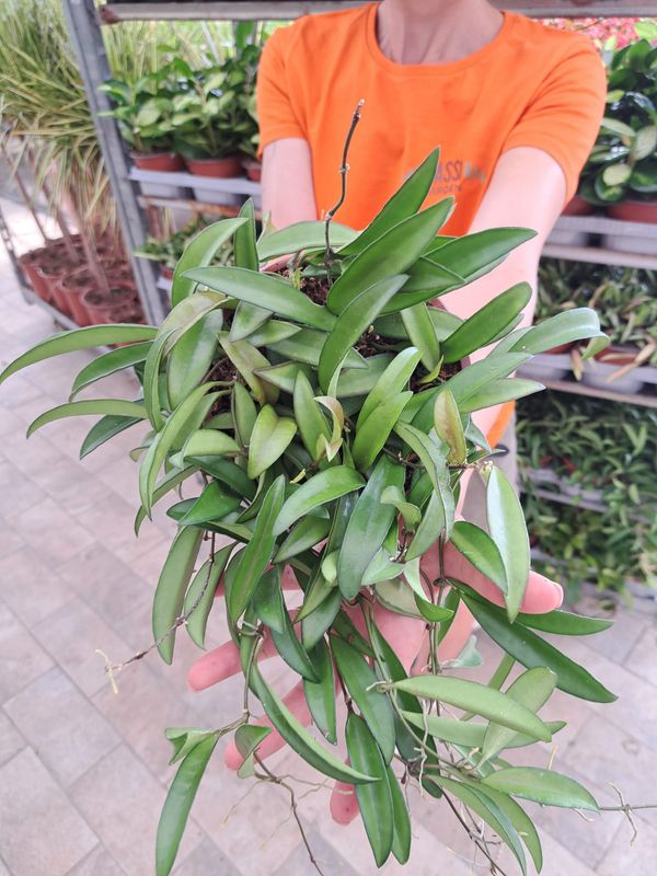 Hoya wayetii, Fiore di cera - vaso Ø15 cm