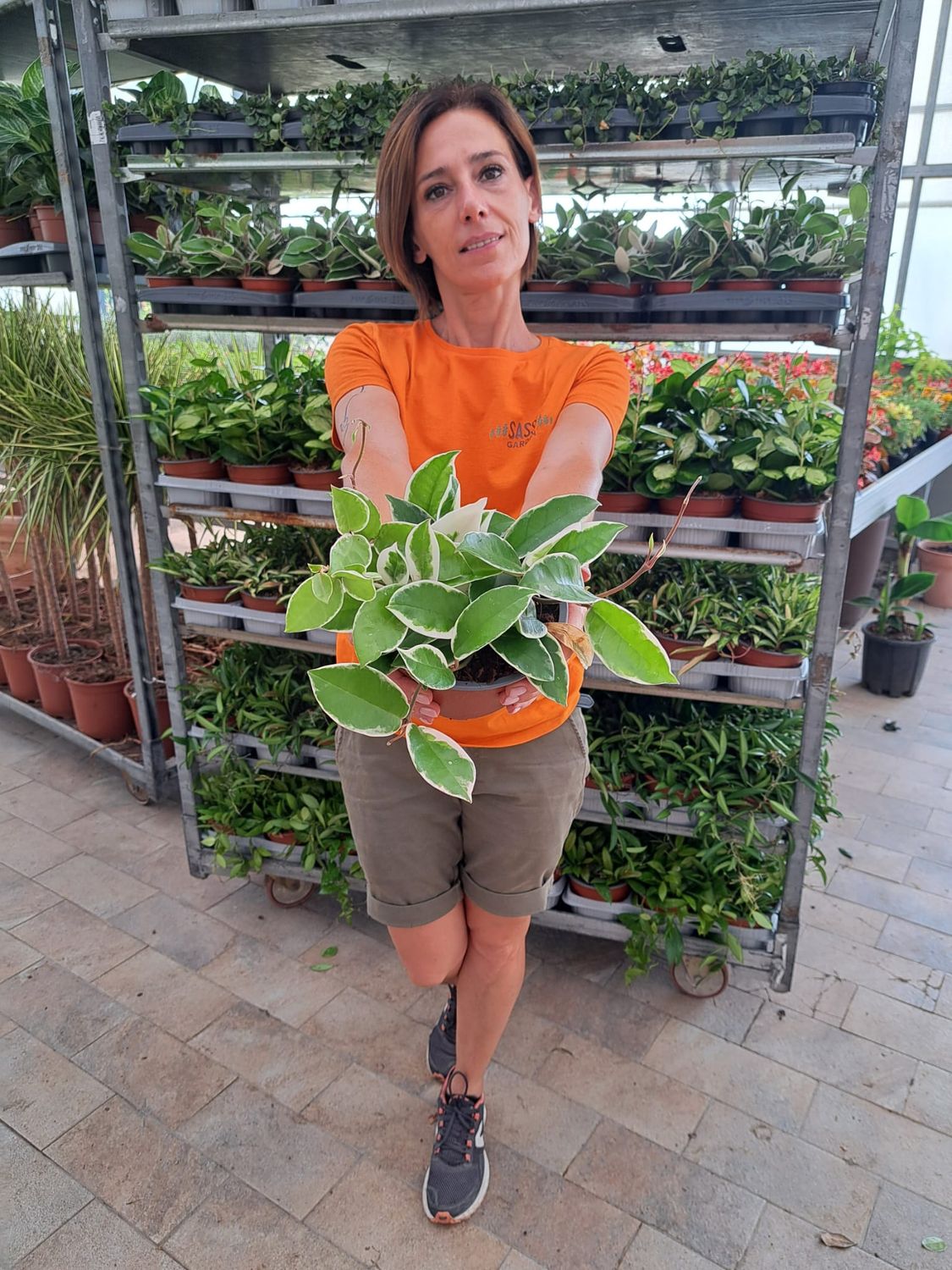 Hoya carnosa &#39;Krimson Queen&#39;, Fiore di cera - vaso Ø15 cm
