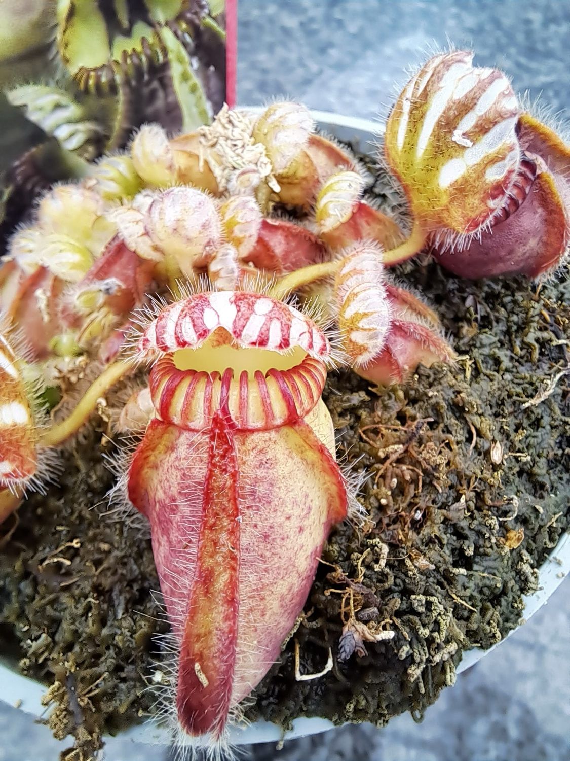Cephalotus follicularis, Lanterna del Diavolo, pianta carnivora - vaso Ø9 cm