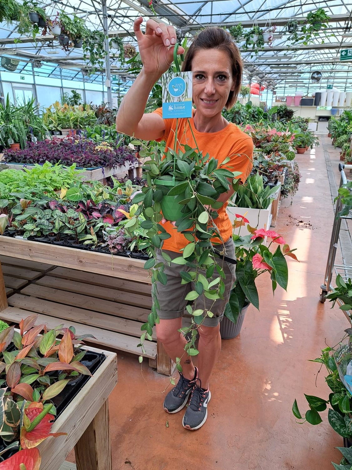 Hoya Burtoniae, Fiore di cera - vaso Ø14 cm