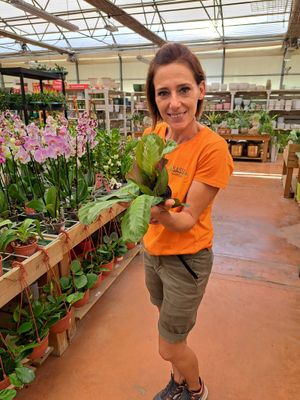 Maranta Leuconera, Maranta Silver Band - vaso Ø12 cm
