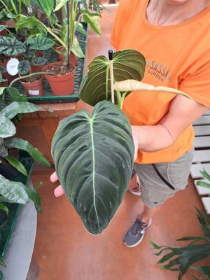 Philodendron melanochrysum, Filodendro foglia nera - vaso Ø12 cm, h 30 cm