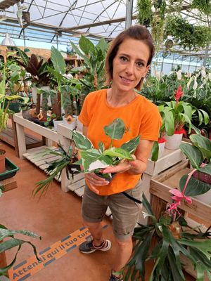 Philodendron 'White Wizard', Filodendro - vaso Ø12 cm Philodendron 'White Wizard', Filodendro - vaso Ø12 cm