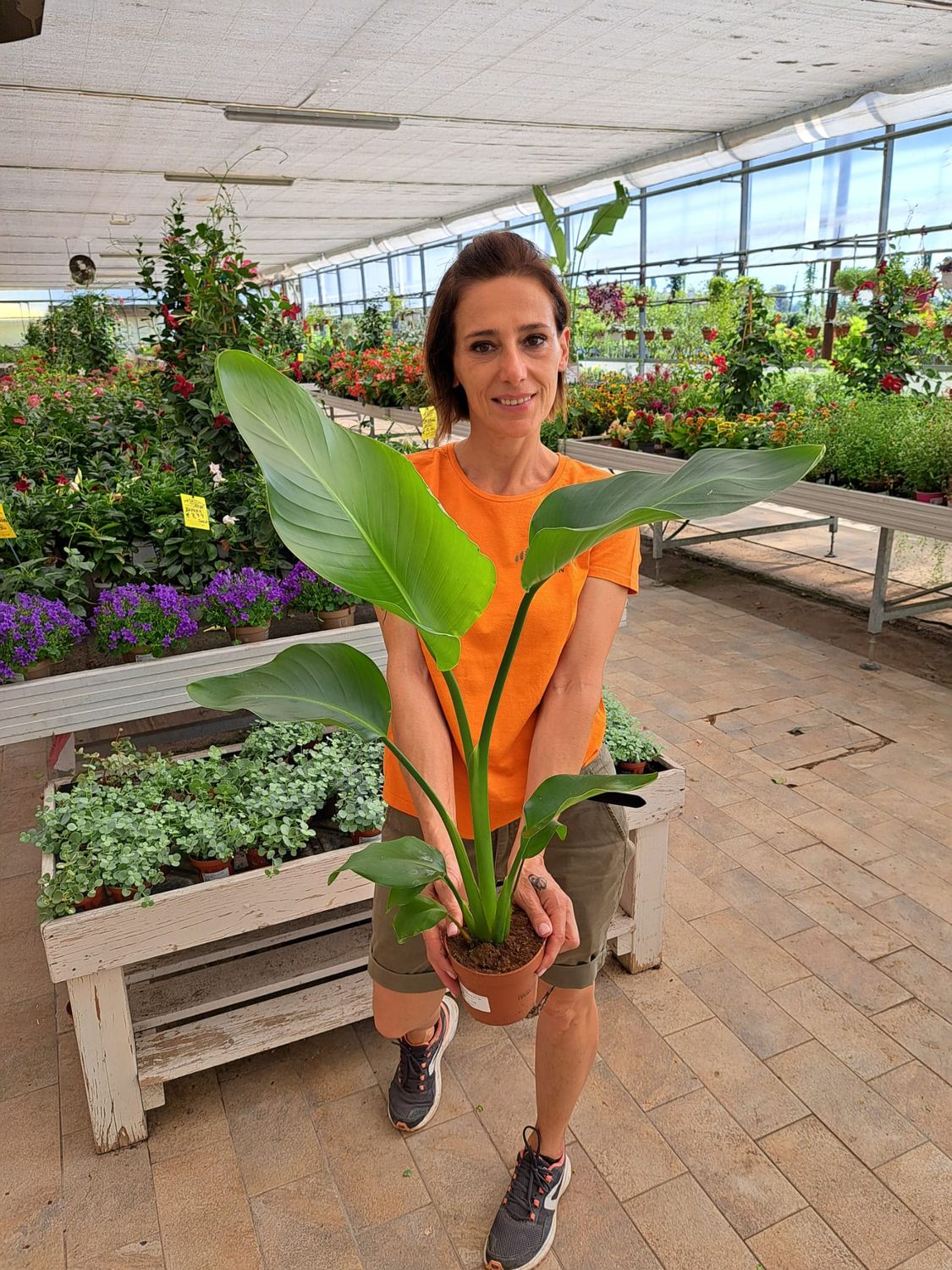 Strelitzia Nicolai, Strelizia, Uccello del paradiso gigante, Falso Banano - vaso Ø13 cm,