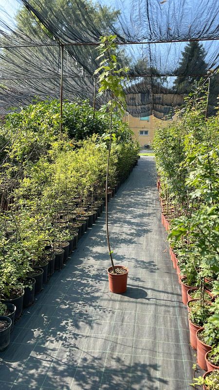 Acer Saccharinum, Acero Saccarino/ Acero Argenteo vaso 3 litri H 110 cm