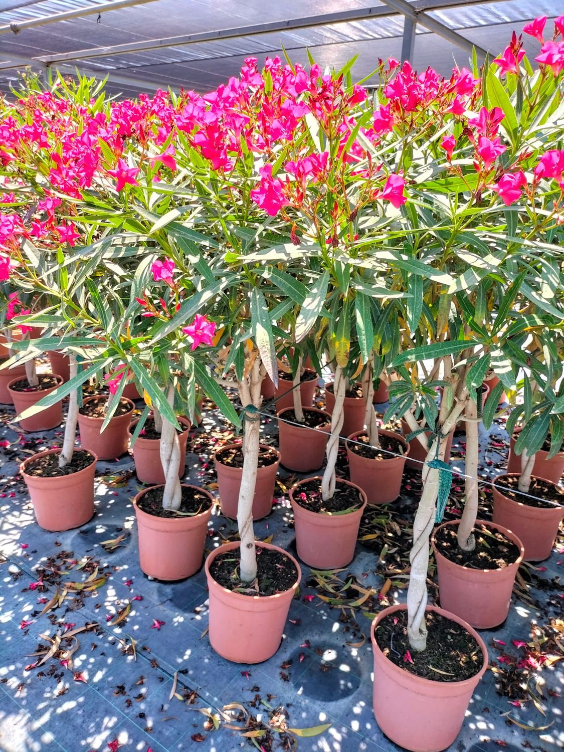 Oleandro, Nerium Oleander, ad alberetto - vaso Ø27 cm, h 170 cm