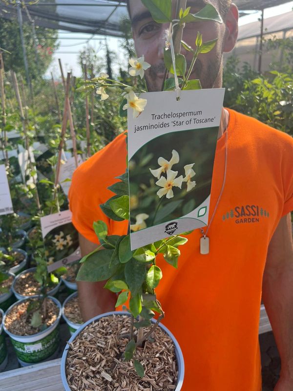 Falso Gelsomino, Rincospermo, Rhyncospermum jasminoides &#39;Star Of Toscane&#39; - vaso Ø18 cm