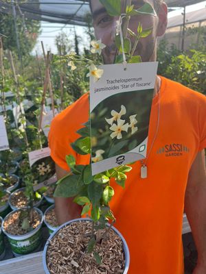 Falso Gelsomino, Rincospermo, Rhyncospermum jasminoides &#39;Star Of Toscane&#39; - vaso Ø18 cm