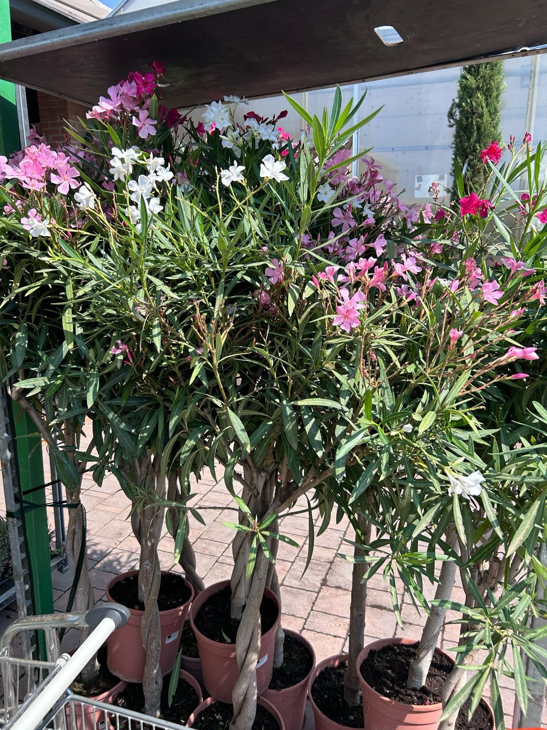 Oleandro Giallo In Vaso ø9cm - Pianta Fiorita Da Esterno, Vivaio Castelletto - Foto 9