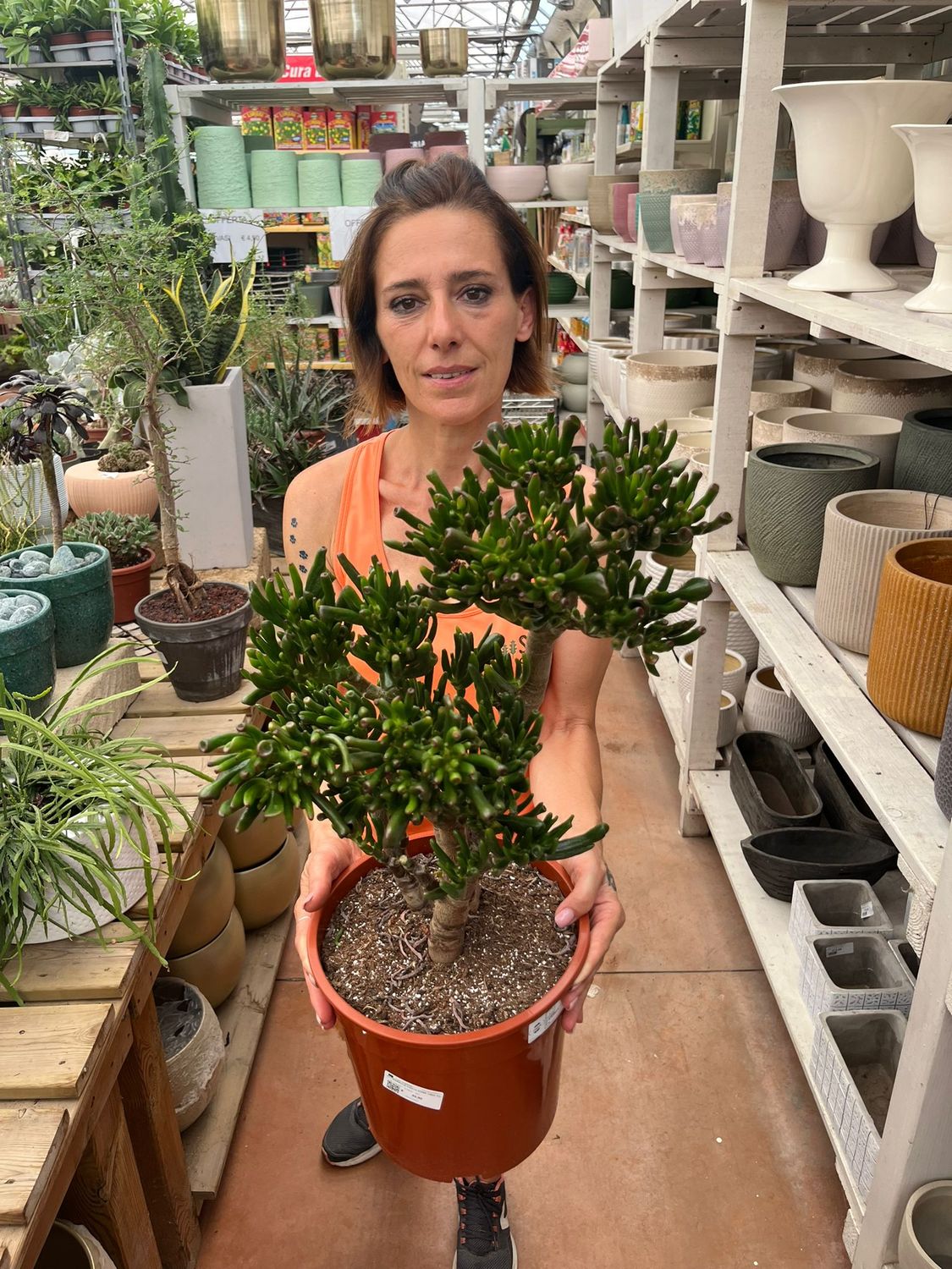 Crassula ovata &#39;Horn Tree&#39;, Albero di Giada - vaso  Ø 25 cm