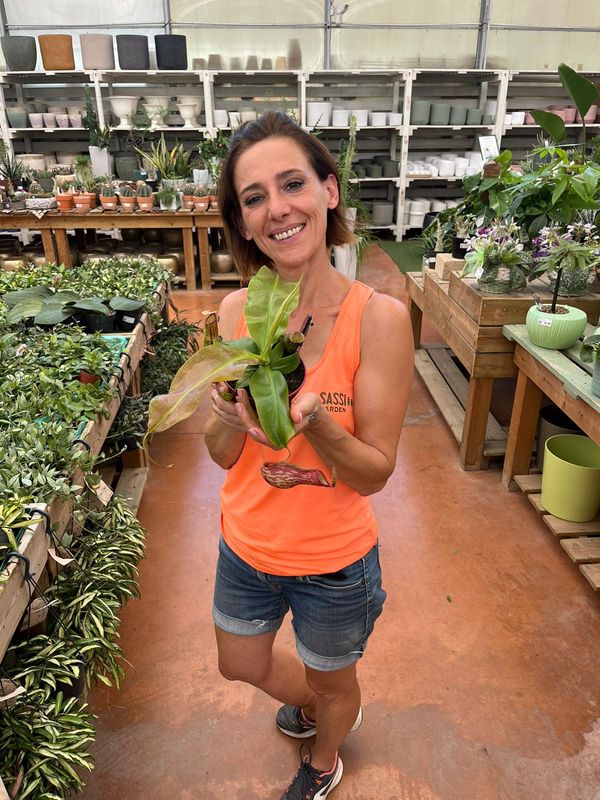 Nepenthes Alata 'Gaya', Nepenthes Carnivora, Pianta Brocca - vaso Ø8cm