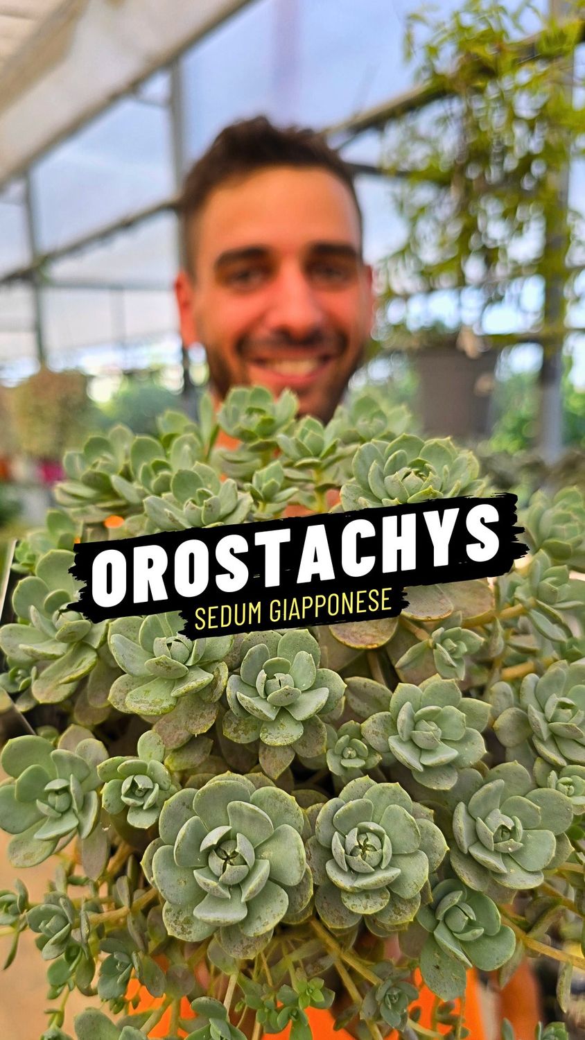 Orostachys iwarenge, Sedum giapponese - vaso Ø14 cm