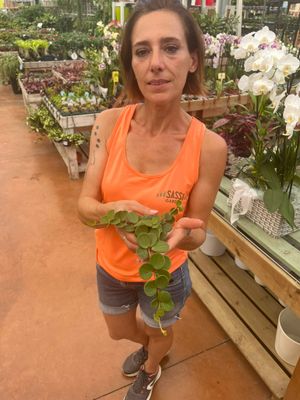 Peperomia tetraphylla 'Hope' - vaso Ø6 cm