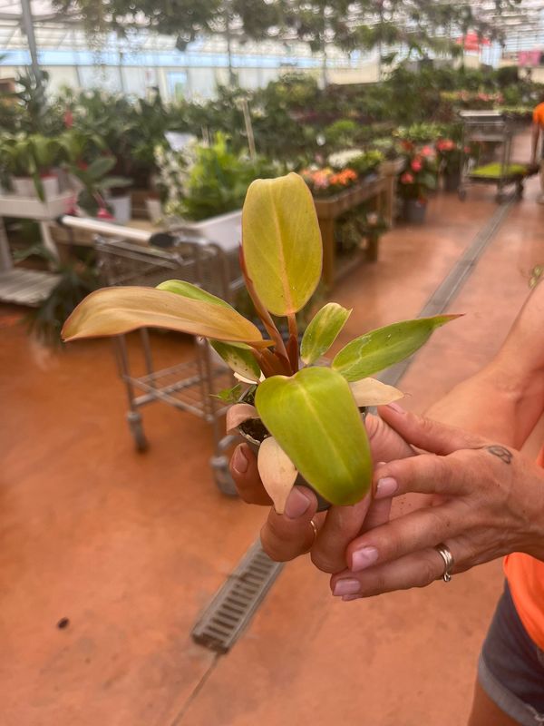 Philodendron &#39;Prince of Orange&#39;,  Filodendro - vaso Ø6 cm