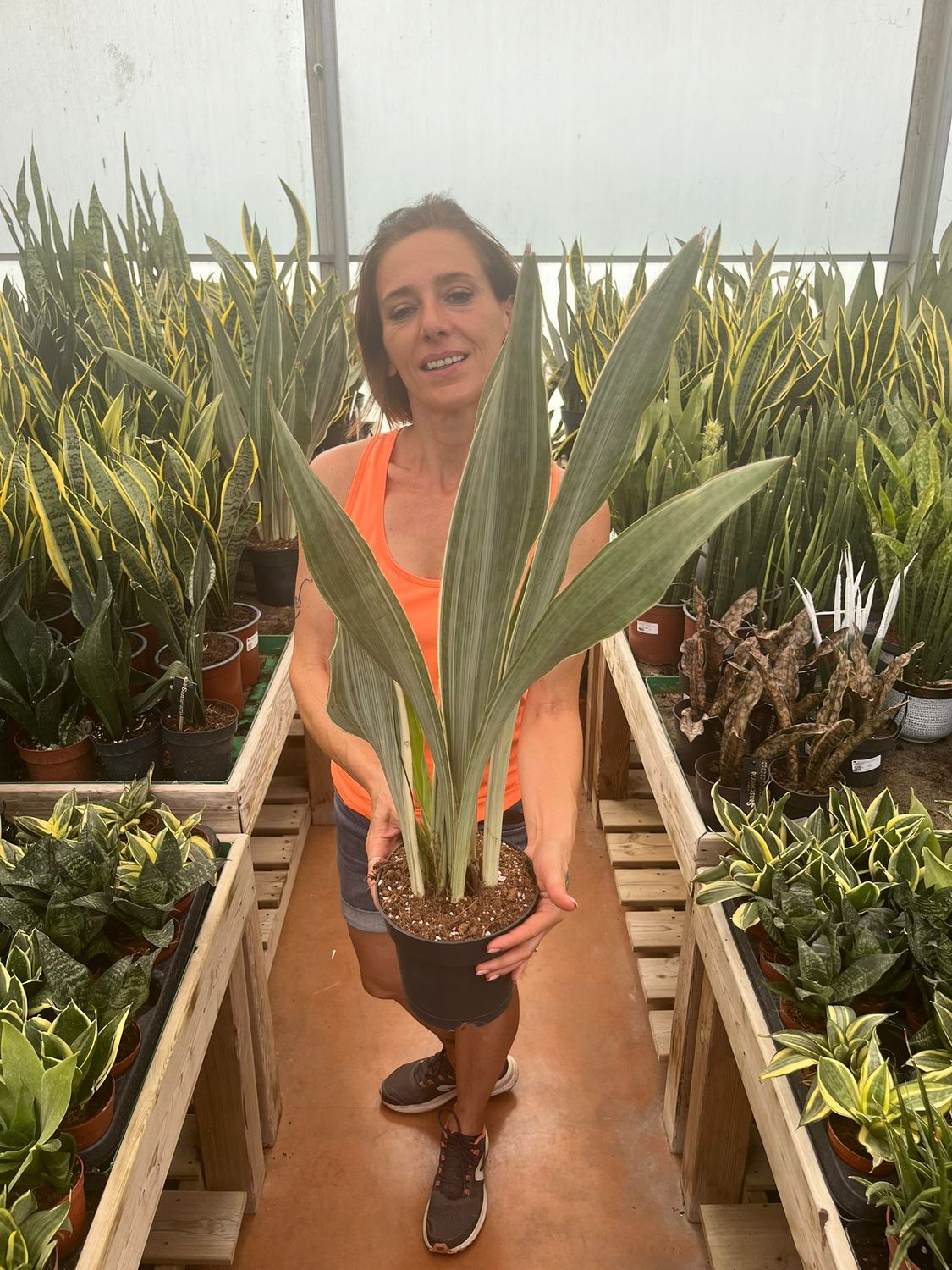 Sansevieria aubrytiana &#39;Metallica&#39; - vaso Ø17 cm, h 50 cm
