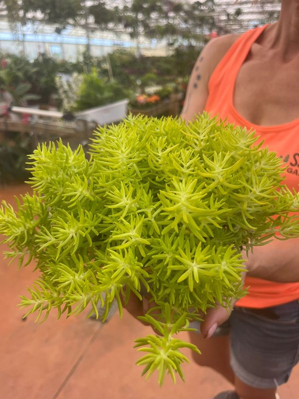 Sedum 'LemonBall' - vaso Ø12 cm
