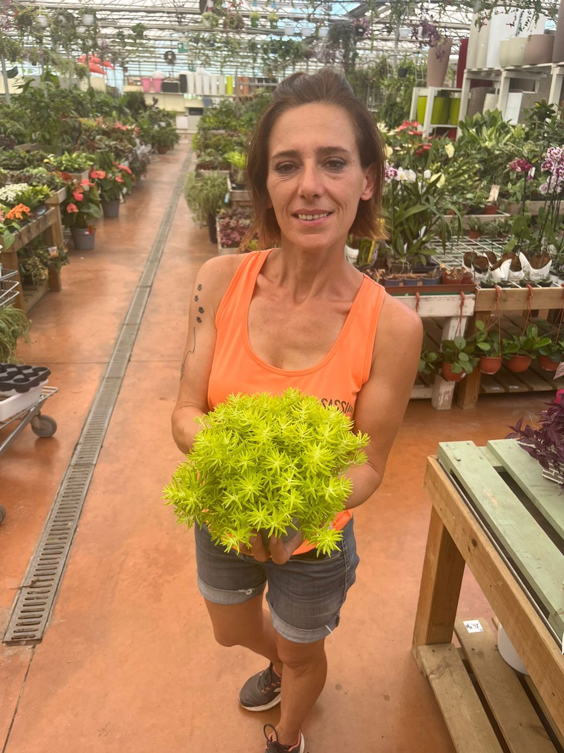 Sedum &#39;LemonBall&#39; - vaso Ø12 cm