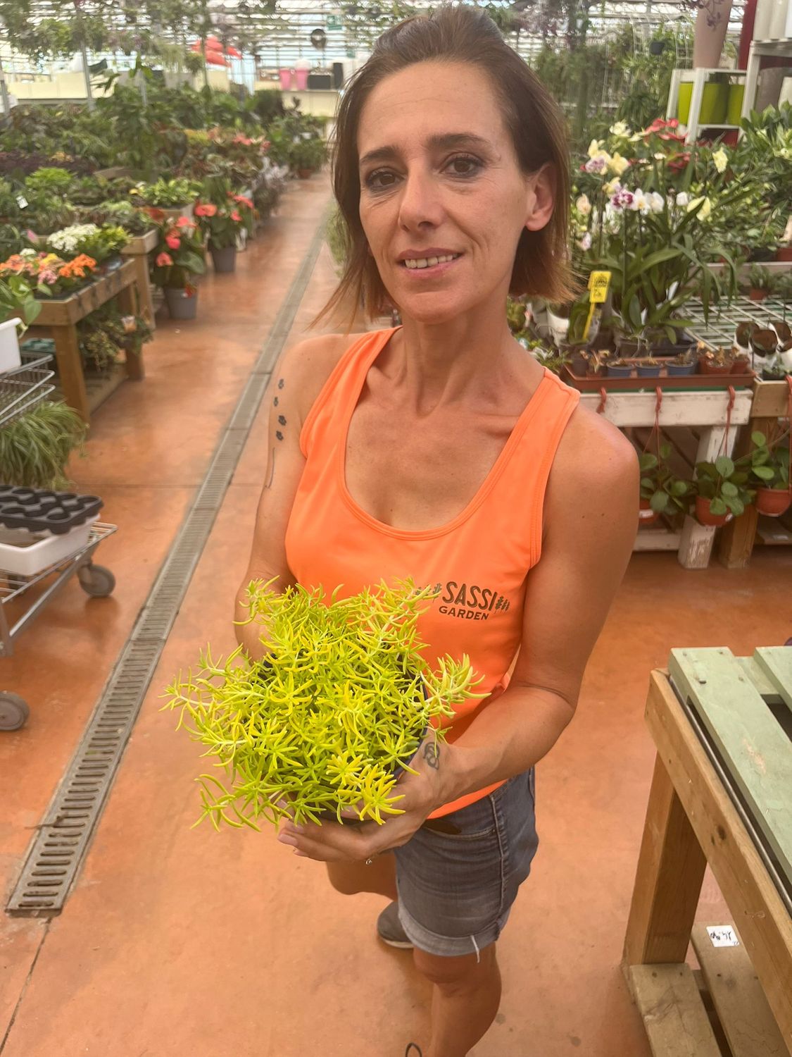 Sedum &#39;Yellow Bouquet&#39; - vaso Ø12 cm