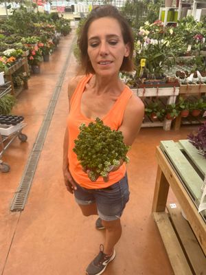 Sedum spurium 'Album' - vaso Ø12 cm Sedum spurium 'Album' - vaso Ø12 cm