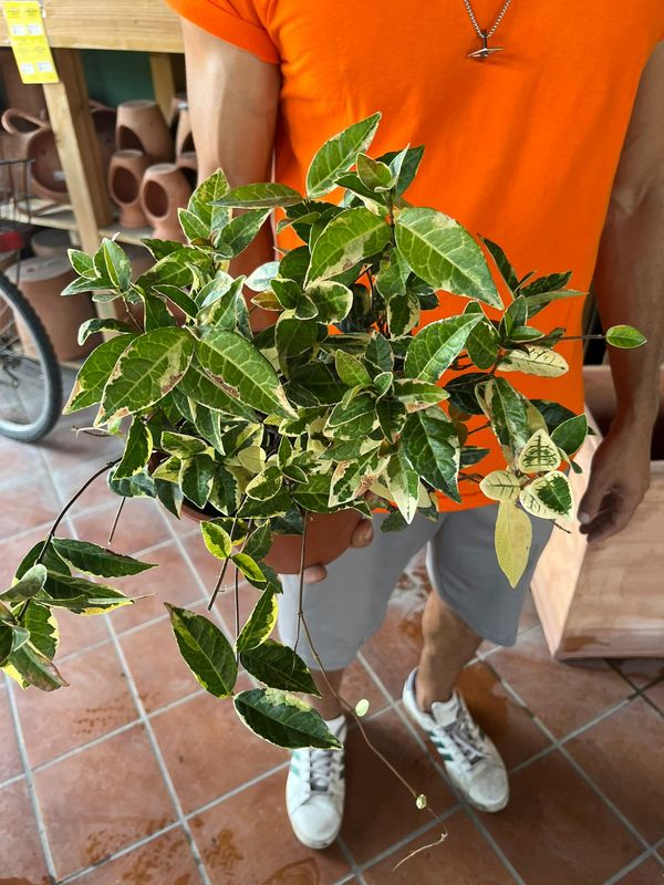 Falso Gelsomino, Trachelospermum asiaticum &#39;Nagaba&#39; - vaso Ø17 cm