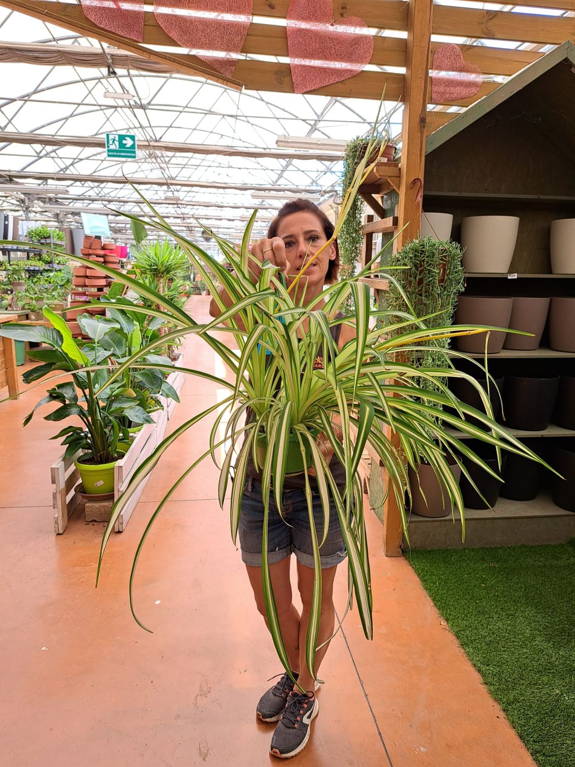 Chlorophytum comosum &#39;Vittatum&#39;, Pianta Ragno, Falangio - vaso Ø14 cm