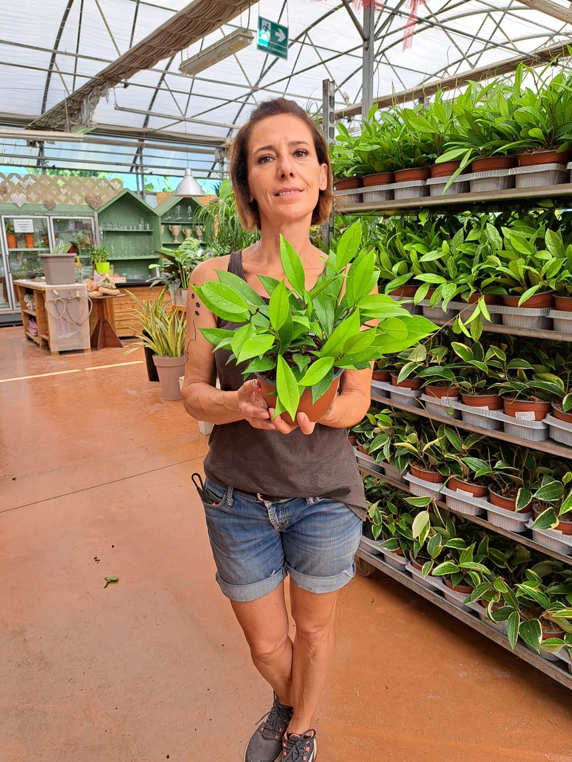 Exotenherz Pianta Sospesa Hoya Pubicalyx: Fiore Di Porcellana In Vaso 12 Cm, Robusta E Ricadente