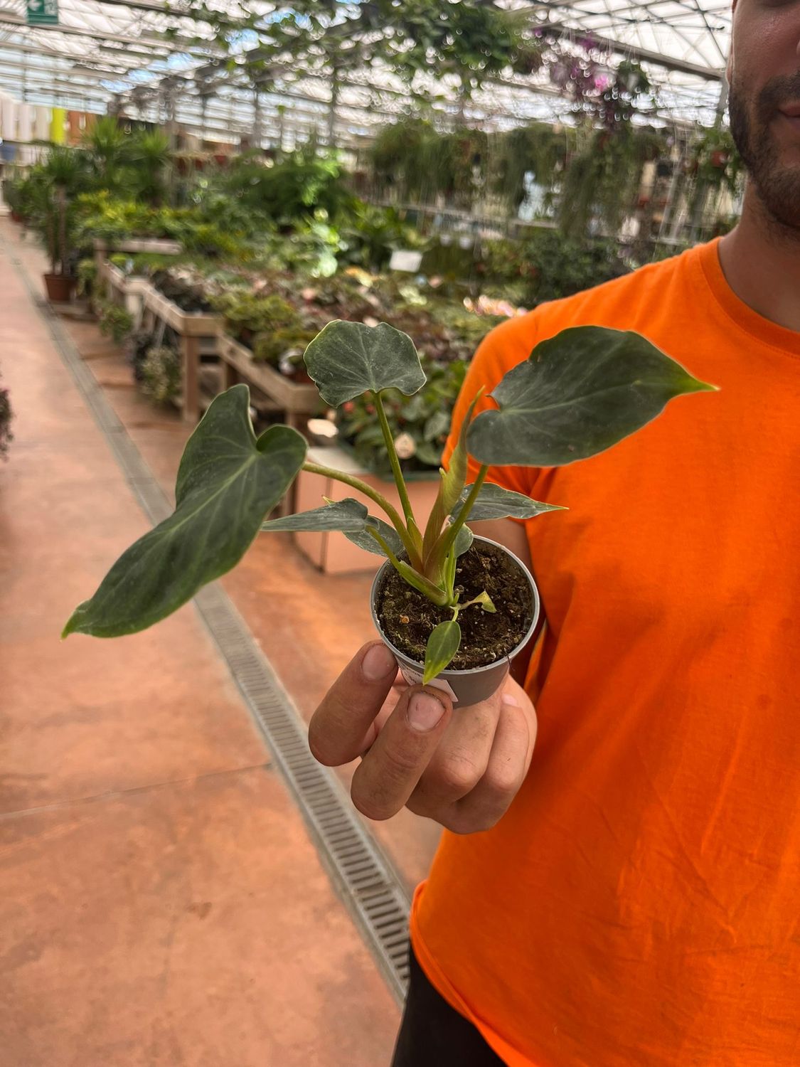 Philodendron Verrucosum Incensii, Filodendro Verrucoso - vaso Ø6 cm