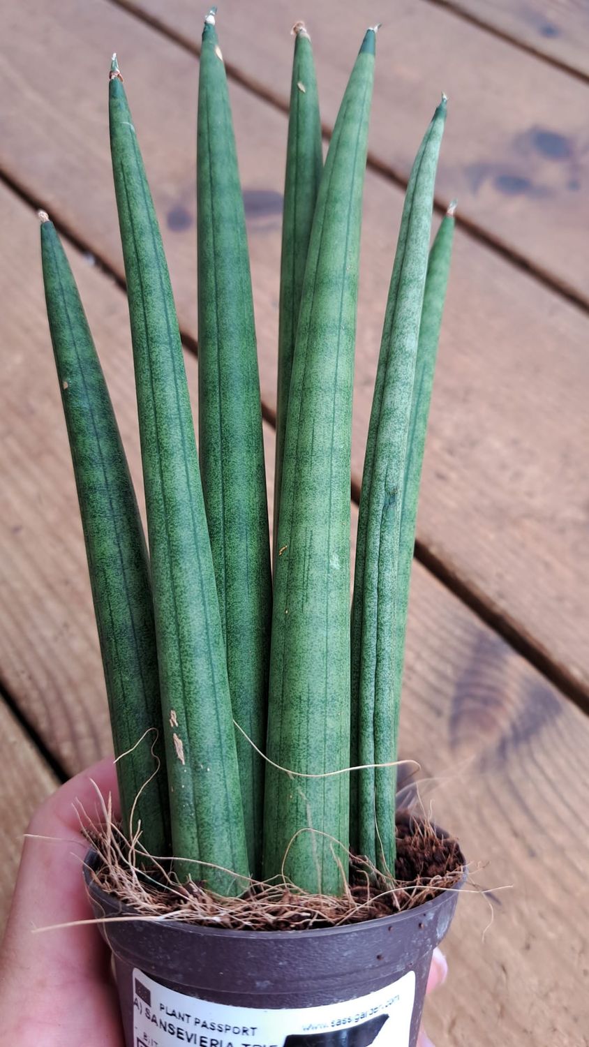 Sansevieria Cylindrica - Sansevieria cilindirca - Sanseveria - vaso Ø6 cm