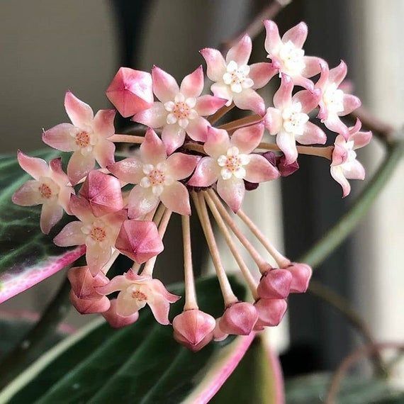 Hoya macrophylla albomarginata, Hoya latifolia albomarginata, Fiore di cera - vaso Ø9 cm