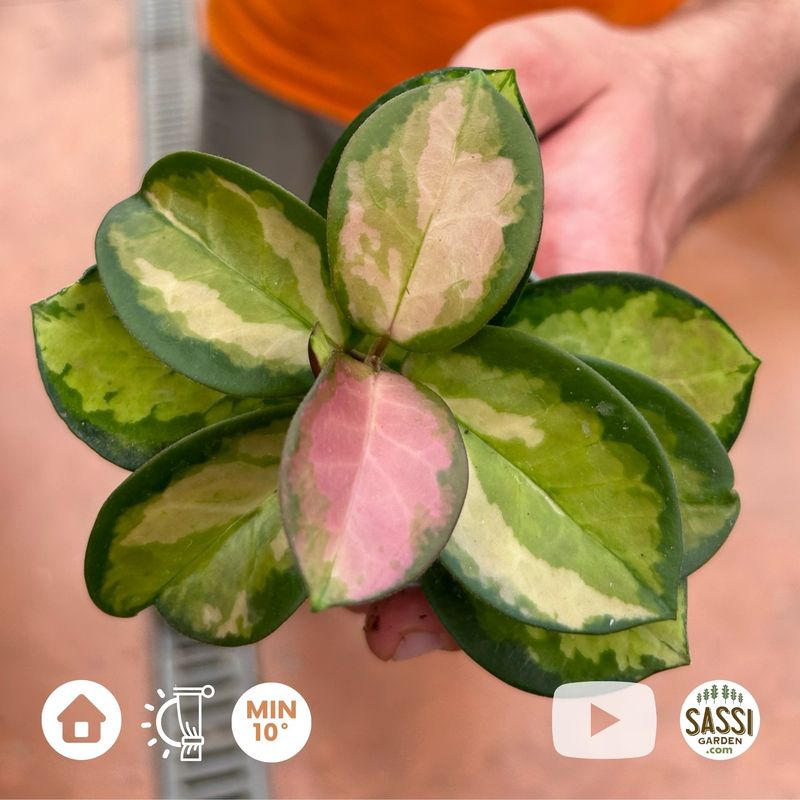 Hoya Australis Lisa, Fiore di Cera - vaso Ø6 cm