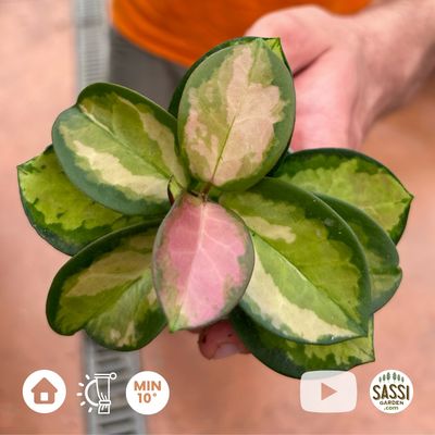 Hoya Australis Lisa, Fiore di Cera - vaso Ø6 cm