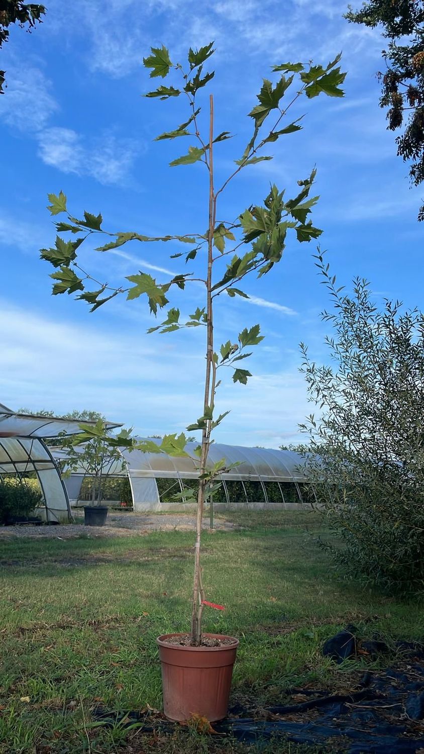 Platanus Orientalis, Platano orientale - vaso Ø33 cm, h 220 cm INCANNATO