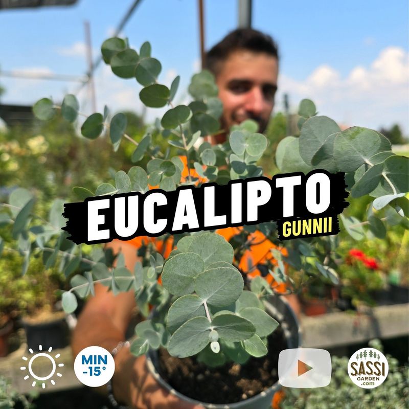 Eucalyptus gunnii, Eucalipto del sidro - vaso Ø14 cm