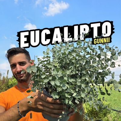 EUCALIPTO GUNNII