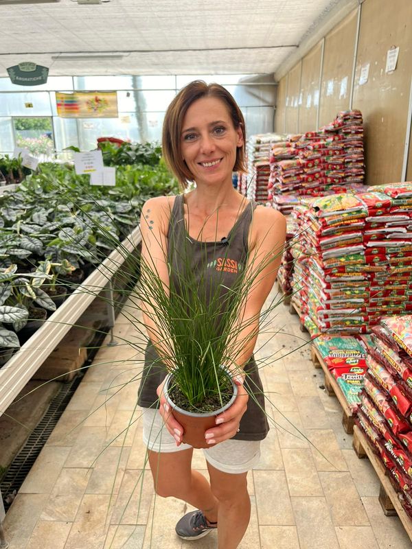 Juncus effusus &quot; Pencil Grass &quot; -  vaso 12