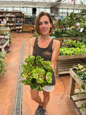 Iresine herbstii &#39;Rich funnygold&#39; - vaso Ø13 cm