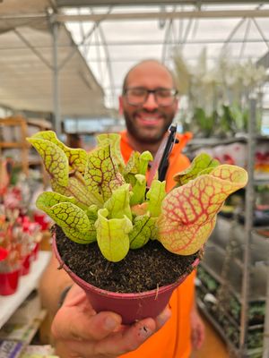 Sarracenia purpurea ssp. venosa - Sarracenia carnivora - vaso Ø12 cm