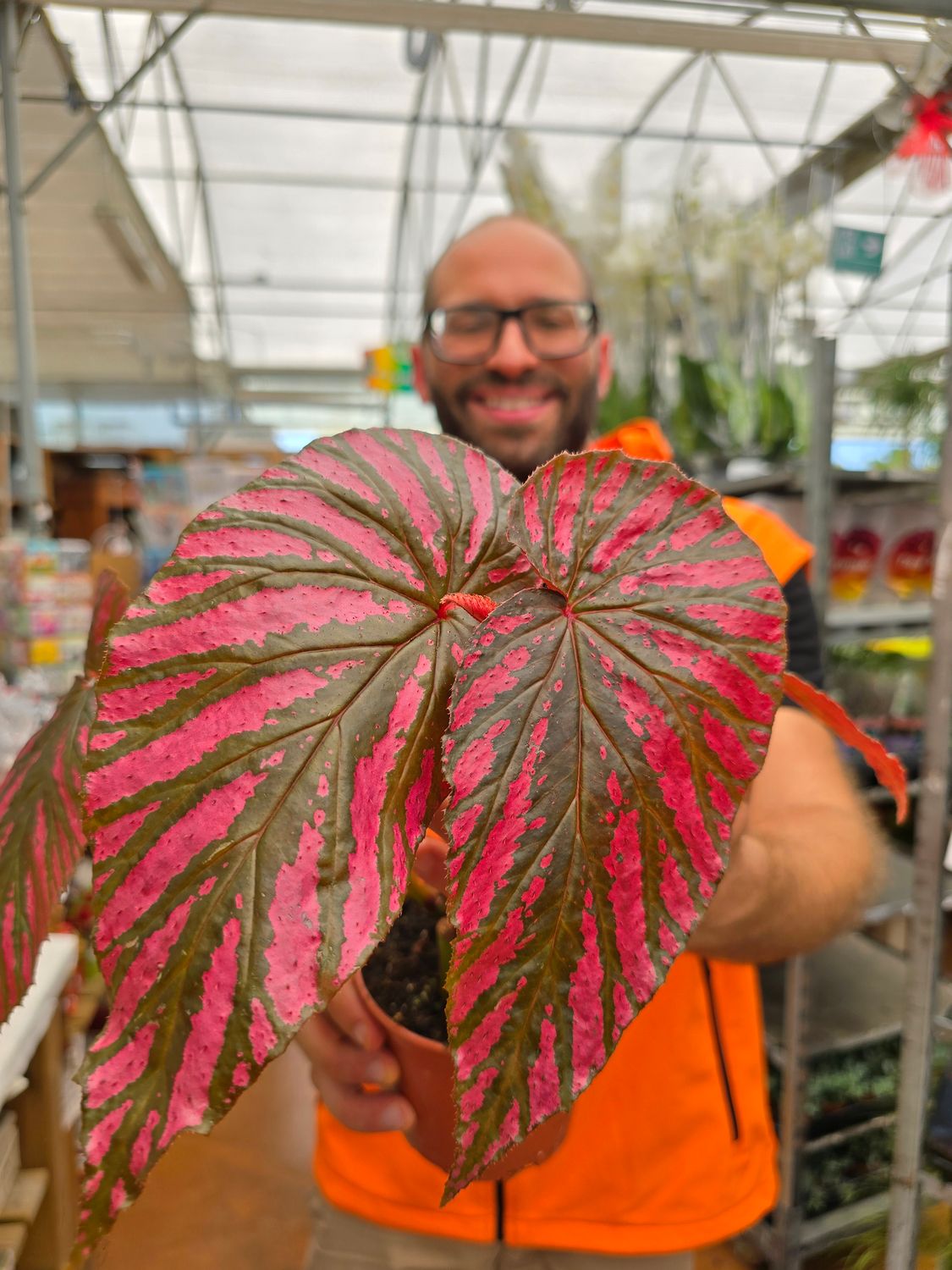 Begonia Brevirimosa Exotica - vaso Ø12 cm