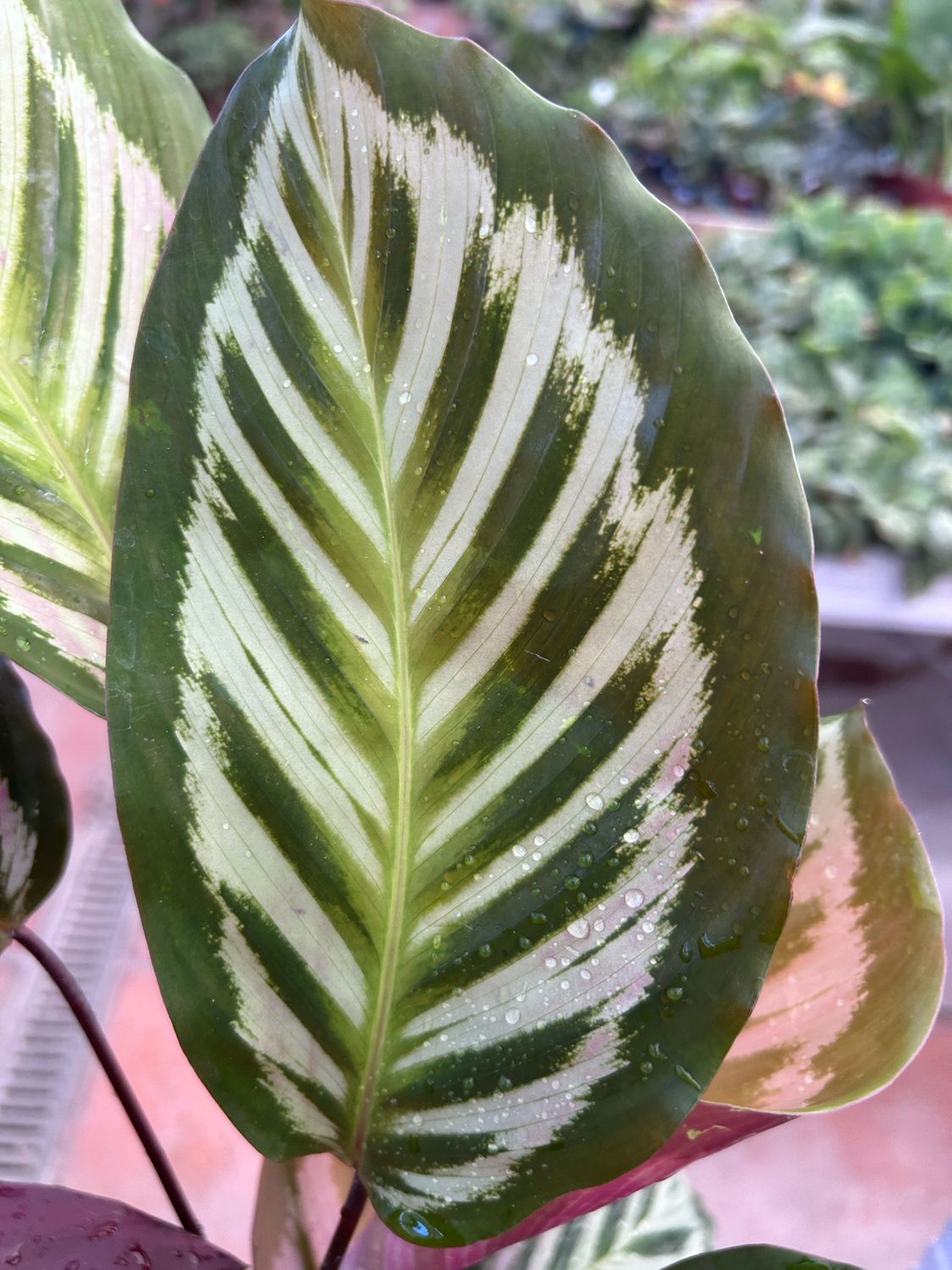 Calathea peacock - vaso Ø17 cm