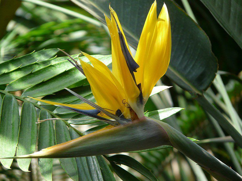 Strelitzia reginae &#39;Mandela&#39;s Gold&#39;, Strelitzia gialla, Strelizia, Uccello del paradiso - vaso Ø20 cm, h 80 cm