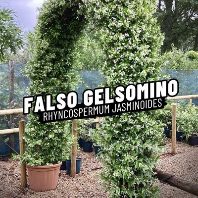 FALSO GELSOMINO
