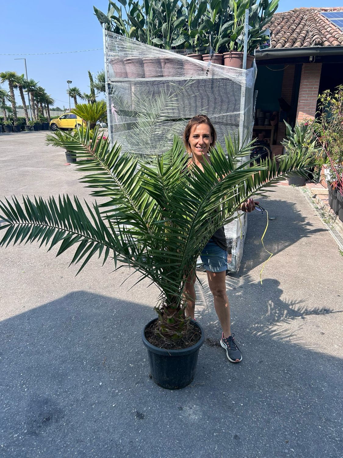 Phoenix Canariensis, Palma delle Canarie/Palma Fenice - vaso Ø 28cm