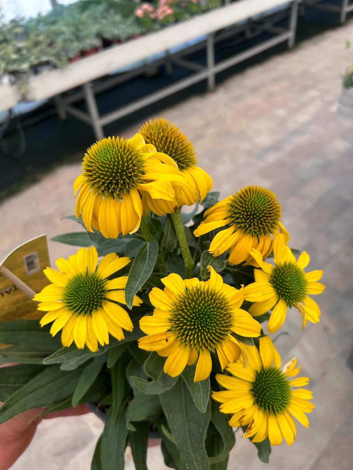 Echinacea purpurea &#39;Sunseekers Citrus&#39; - vaso Ø17 cm