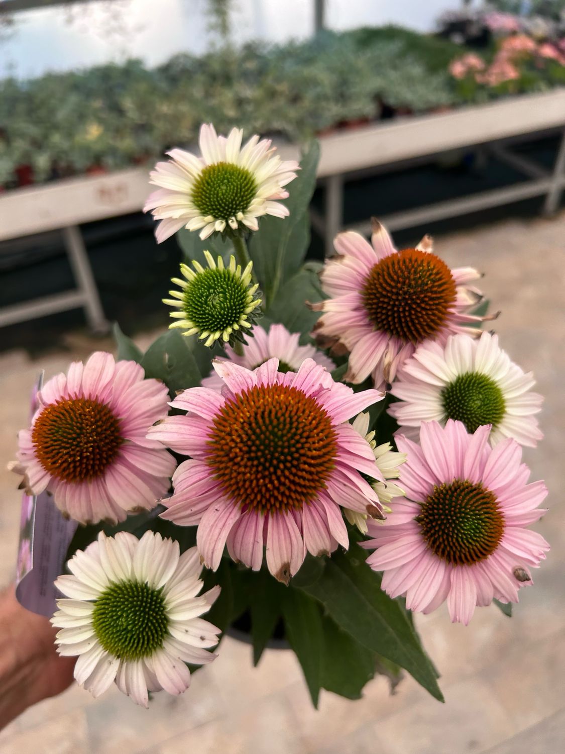 Echinacea purpurea &#39;Sunseekers Blush&#39; - vaso Ø17 cm