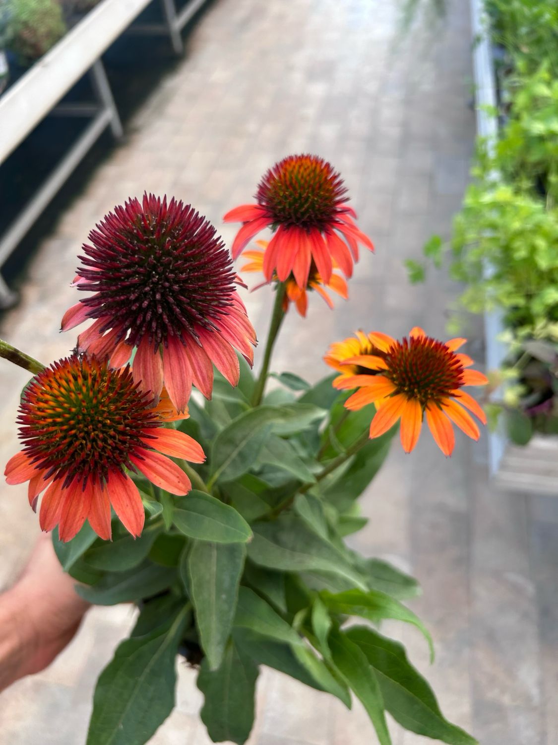 Echinacea purpurea &#39; Summer Hot &#39; vaso Ø 17cm