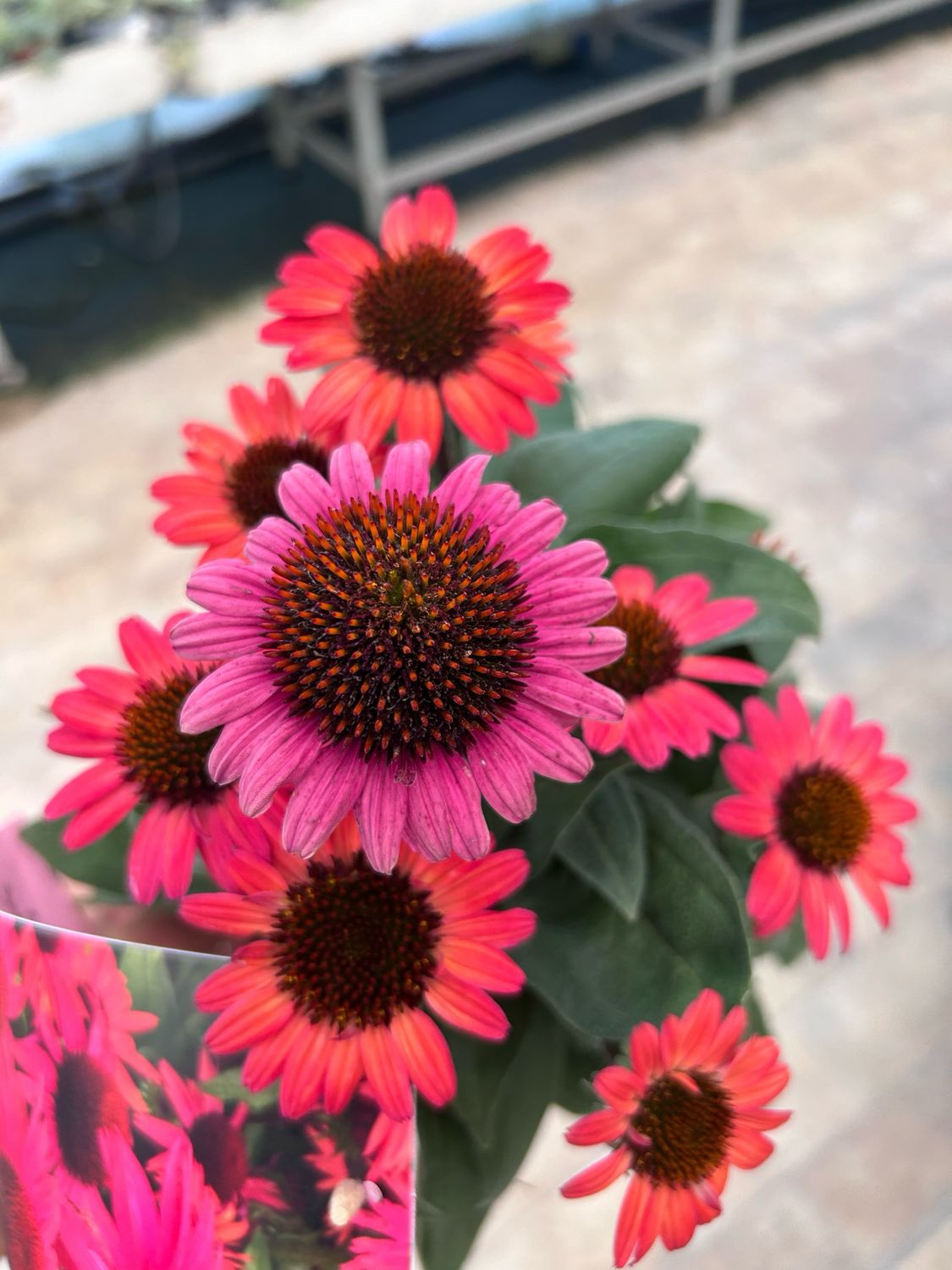 Echinacea purpurea 'Sunseekers Scarlet' - vaso Ø17 cm